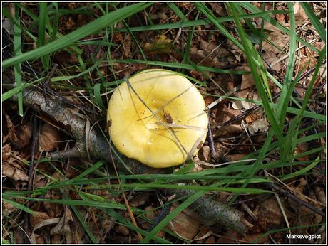 Further Fungi Foraging