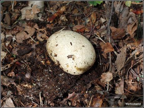 Further Fungi Foraging