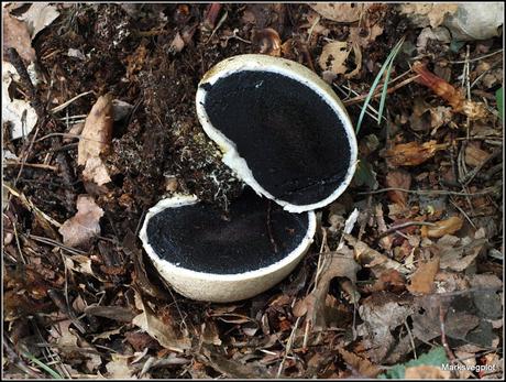 Further Fungi Foraging