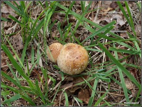 Further Fungi Foraging