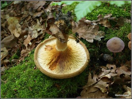 Further Fungi Foraging