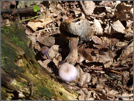 Further Fungi Foraging