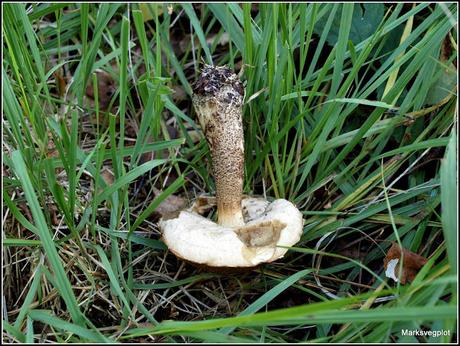 Further Fungi Foraging