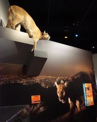 EXTREME MAMMALS: Odd Creatures, Unusual Features at the Natural History Museum of Los Angeles County