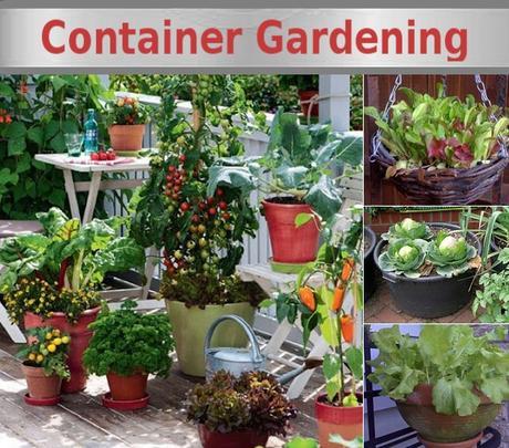 Image result for images for choosing the exact spot for your vegetable garden container