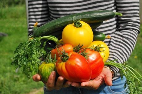 Image result for images for choosing the correct vegetable garden plants