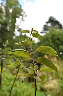 Tree following August 2017 - Phantasmagoria