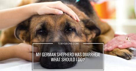 Help! My German Shepherd Has Diarrhea! What Should I Do?