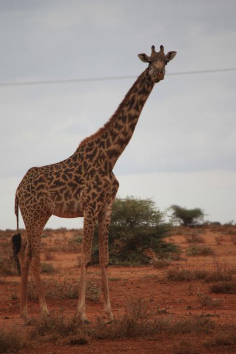 DAILY PHOTO: Masai Giraffe