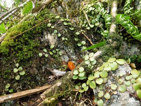 Lichen and moss