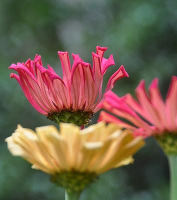 Here Are Some Pretty Flowers