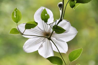 Here Are Some Pretty Flowers