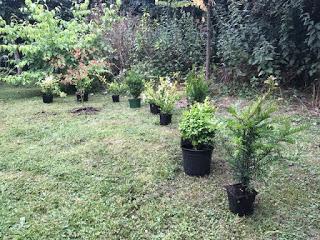 Plant Review - Hopes Groves Nurseries hedging