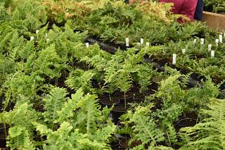 Pelagoniums, ivies and ferns: it must be Fibrex Nurseries