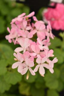 Pelagoniums, ivies and ferns: it must be Fibrex Nurseries