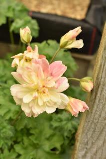 Pelagoniums, ivies and ferns: it must be Fibrex Nurseries