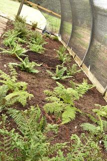 Pelagoniums, ivies and ferns: it must be Fibrex Nurseries