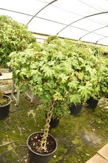 Pelagoniums, ivies and ferns: it must be Fibrex Nurseries