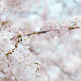 spring-flowers-stroll-cherry-blossom-71859