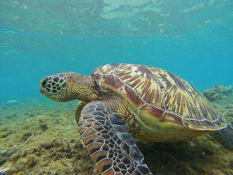 Apo Island Grean Sea Turtle