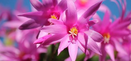 how to get christmas cactus to bloom