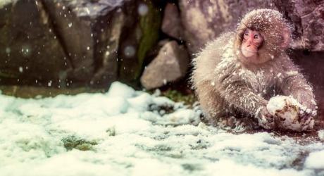 Enchanting Travels - Japan Tours - Nagano Trips - Snow Monkey