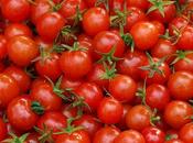 Tomato-processing Factory