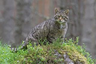 SWA to work in the five areas which are of most benefit to Scottish wildcat preservation.