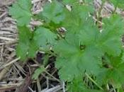 Parsley