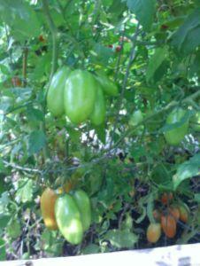 Tomato Poetry…Tomatoes of Summer 2017