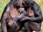 Bonobo Atheist