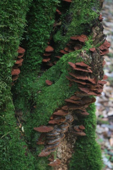 DAILY PHOTO: Sacred Forest ‘Shrooms