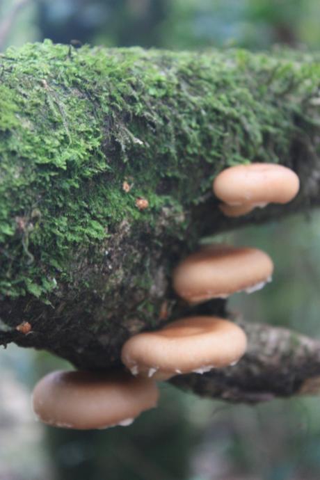 DAILY PHOTO: Sacred Forest ‘Shrooms