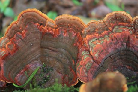 DAILY PHOTO: Sacred Forest ‘Shrooms