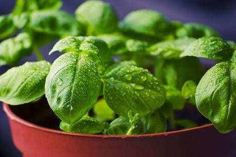 is basil easy to grow