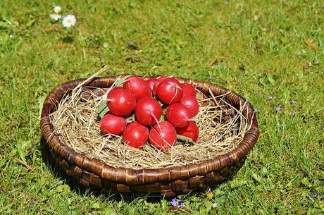 are radishes easy to grow