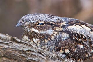 Nightjar fighting back in former commercial timber woods.