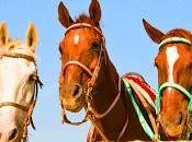 Discover Santorini Horse-riding Tours