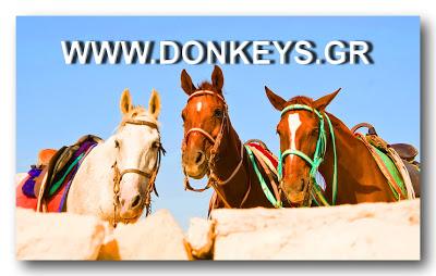 Discover Santorini on horse-riding tours Horse riding in Santorini island in Greece