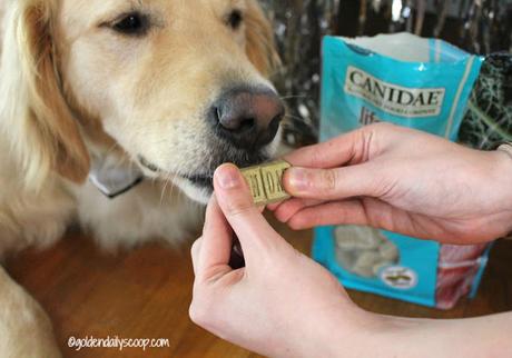 golden retriever dog tries canidae holistic and healthy dog treats