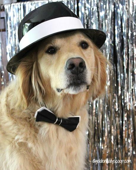 golden retriever dog dressed up in black and white bow tie for fashion week