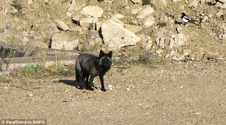 Quick brown fox jumps over ~ rare black fox sighted in UK !!