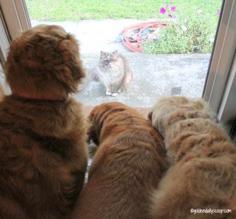 golden retriever dogs looking at cat in doorway #wordlesswednesday