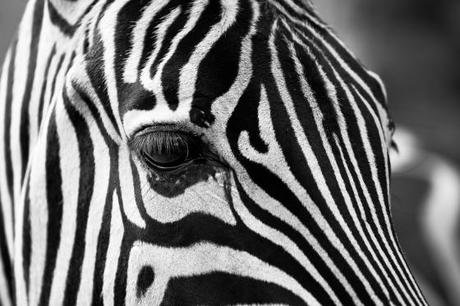 The Twelve Months of Endangered Animals Songs- Cool & Hot Zebra Socks