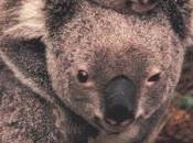 AUSTRALIAN ANIMALS Kindle Book