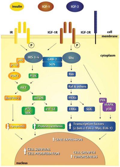 Hyperinsulinemia and Cancer