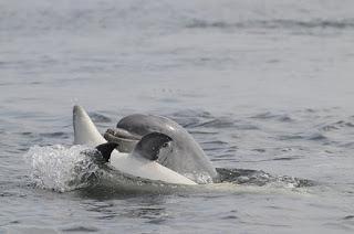 PAW Scotland warns of risky dolphin and whale encounters in Scotland this summer