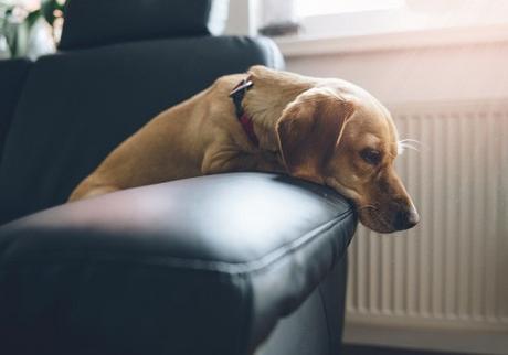 Want to Know How to Keep Your Dogs Busy When They’re Alone? Find Out Right Here!