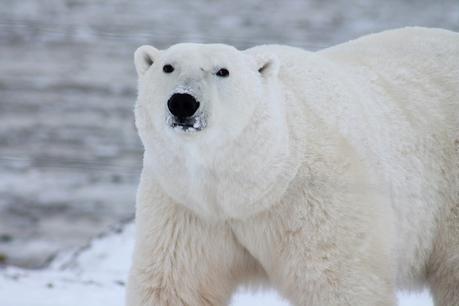 7 Reasons Why You Should Travel to the Arctic