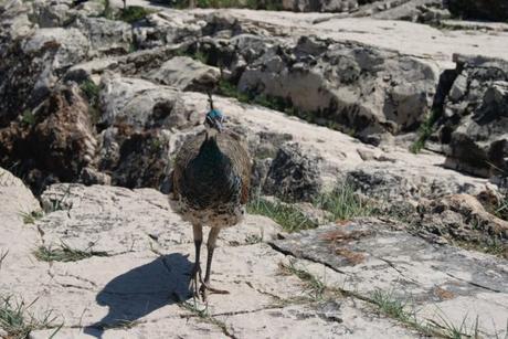 Travel: Day trip from Dubrovnik to Lokrum Island